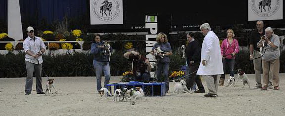 WIHS-10-23-09-DER_7246-Terriers-DDeRosaPhoto.jpg