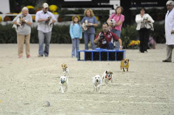 WIHS-10-23-09-DER_7258-Terriers-DDeRosaPhoto.jpg