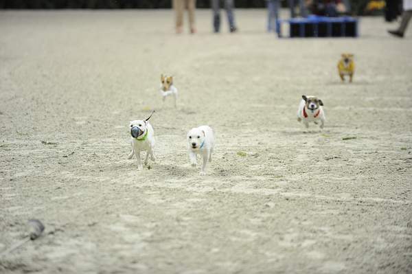 WIHS-10-23-09-DER_7259-Terriers-DDeRosaPhoto.jpg