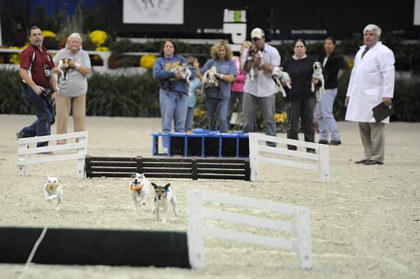 WIHS-10-23-09-DER_7266-Terriers-DDeRosaPhoto.jpg