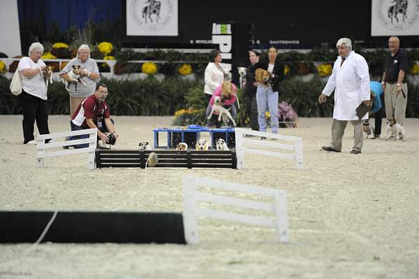 WIHS-10-23-09-DER_7271-Terriers-DDeRosaPhoto.jpg
