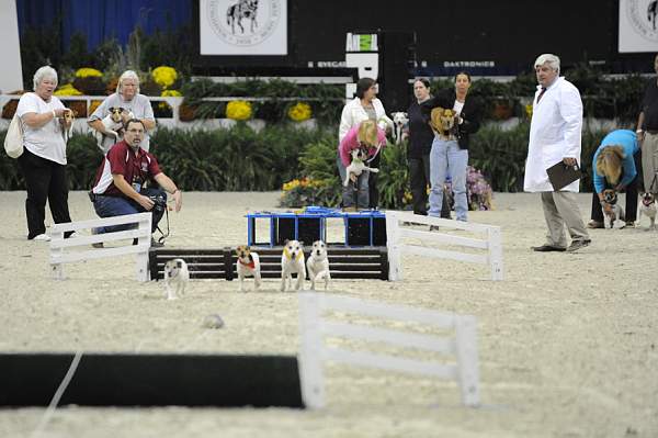 WIHS-10-23-09-DER_7273-Terriers-DDeRosaPhoto.jpg