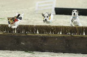 WIHS-10-23-09-DER_7281-Terriers-DDeRosaPhoto.jpg