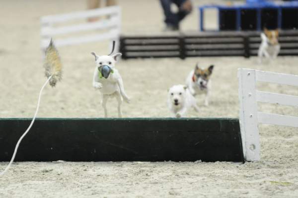 WIHS-10-23-09-DER_7287-Terriers-DDeRosaPhoto.jpg