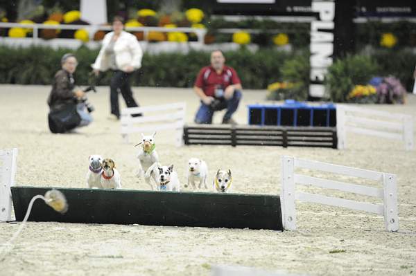 WIHS-10-23-09-DER_7298-Terriers-DDeRosaPhoto.jpg