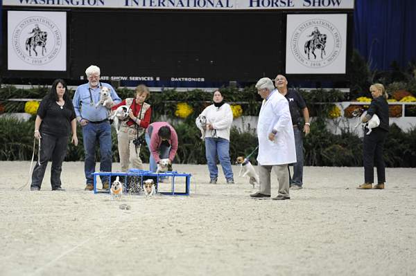 WIHS-10-25-09-DSC_3359-Terriers-DDeRosaPhoto.jpg