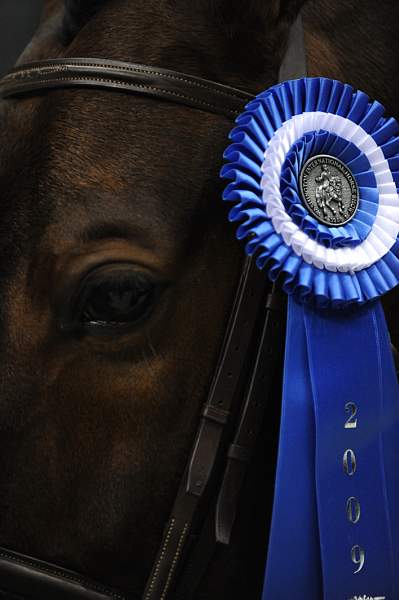 WIHS-10-23-09-DSC_7758-Bishonen-SamanthaSchaefer-Winners-DDeRosaPhoto.jpg