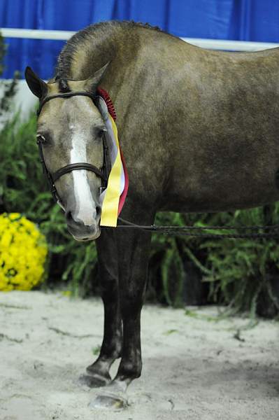WIHS-10-25-09-DSC_2163-PromiseToo-DDeRosaPhoto.jpg