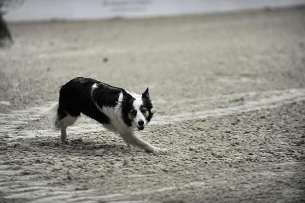 WIHS-10-23-09-DER_7534-ZakGeorge-DDeRosaPhoto.jpg
