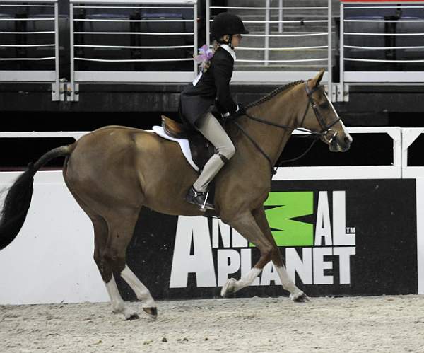 WIHS-10-25-09-DSC_2365-Braveheart-AllisonToffolen-Sponsors-AnimalPlanet-DDeRosaPhoto.jpg