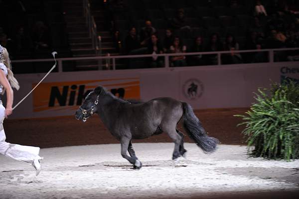 WIHS-10-24-10-DSC_0539-Chiffon-Sponsors-Nikon-DDeRosaPhoto.jpg