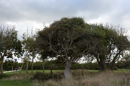 Alltech-WEG-10-10-13-5744-DDeRosaPhoto