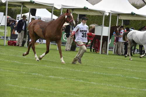 WEG1-EnduranceJog-8-27-14-0000535-DDeRosaPhoto