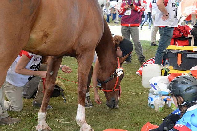 WEG2-Endurance-8-28-14-6536-DDeRosaPhoto