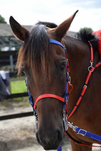 WEG-Endurance-8-24-14-4548-Jeremy-EllenOlson-DDeRosaPhoto