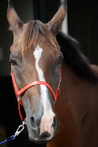 WEG-Endurance-8-24-14-4417-MegSleeper-SyroccoReveille-DDeRosaPhoto