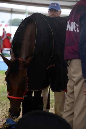 WEG2-Endurance-8-28-14-6723-DDeRosaPhoto