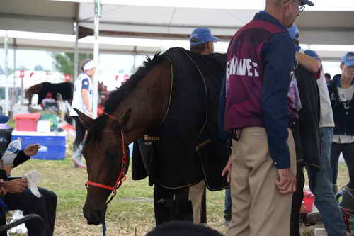WEG2-Endurance-8-28-14-6730-DDeRosaPhoto