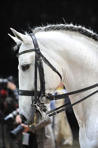 WorldCup-4-16-09-Dressage-985-DDeRosaPhoto.jpg