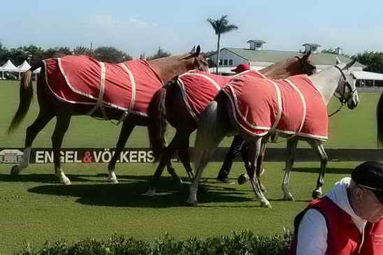 IPC-Polo-1-8-17-6350-DDeRosaPhoto-copy