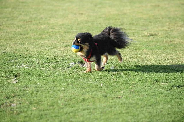 IPC-Polo-1-1-17-1283-DDeRosaPhoto