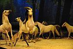 Cavalia-6-8-10-243-DDeRosaPhoto.jpg