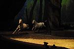 Cavalia-6-8-10-250-DDeRosaPhoto.jpg