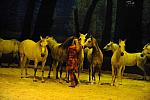 Cavalia-6-8-10-267-DDeRosaPhoto.jpg