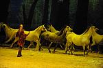 Cavalia-6-8-10-269-DDeRosaPhoto.jpg