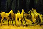 Cavalia-6-8-10-275-DDeRosaPhoto.jpg