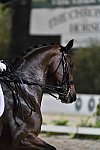 CPHS-Dressage-9-20-14-4051-DDeRosaPhoto