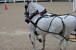 Devon-Coaching-5-29-14-6794-DDeRosaPhoto