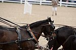 Devon-Coaching-5-29-14-6816-TuckerJohnson-JohnsonBrewster-DDeRosaPhoto