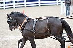 Devon-Coaching-5-29-14-6824-TuckerJohnson-JohnsonBrewster-DDeRosaPhoto