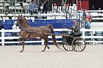 Devon-Saddlebreds-5-29-14-6514-DDeRosaPhoto