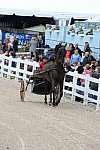 Devon-Saddlebreds-5-29-14-6529-DDeRosaPhoto