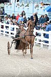 Devon-Saddlebreds-5-29-14-6533-DDeRosaPhoto