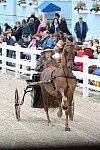 Devon-Saddlebreds-5-29-14-6534-DDeRosaPhoto