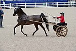 Devon-Saddlebreds-5-29-14-6536-DDeRosaPhoto