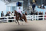 Devon-Saddlebreds-5-29-14-6538-DDeRosaPhoto