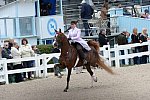 Devon-Saddlebreds-5-29-14-6545-DDeRosaPhoto
