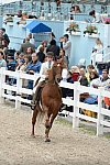 Devon-Saddlebreds-5-29-14-6581-DDeRosaPhoto