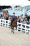 Devon-Saddlebreds-5-29-14-6584-DDeRosaPhoto