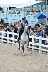 Devon-Saddlebreds-5-29-14-6586-DDeRosaPhoto