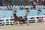 Devon-Saddlebreds-5-29-14-6625-DDeRosaPhoto