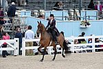 Devon-Saddlebreds-5-29-14-6642-DDeRosaPhoto