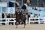 Devon-Saddlebreds-5-29-14-6645-DDeRosaPhoto