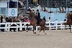 Devon-Saddlebreds-5-29-14-6647-DDeRosaPhoto