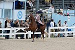 Devon-Saddlebreds-5-29-14-6650-DDeRosaPhoto