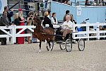 Devon-Saddlebreds-5-29-14-6856-DDeRosaPhoto